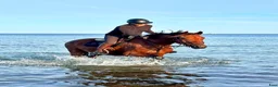 Hoppning hästar till salu: Cool ”autoride” för championaten - Annons 8