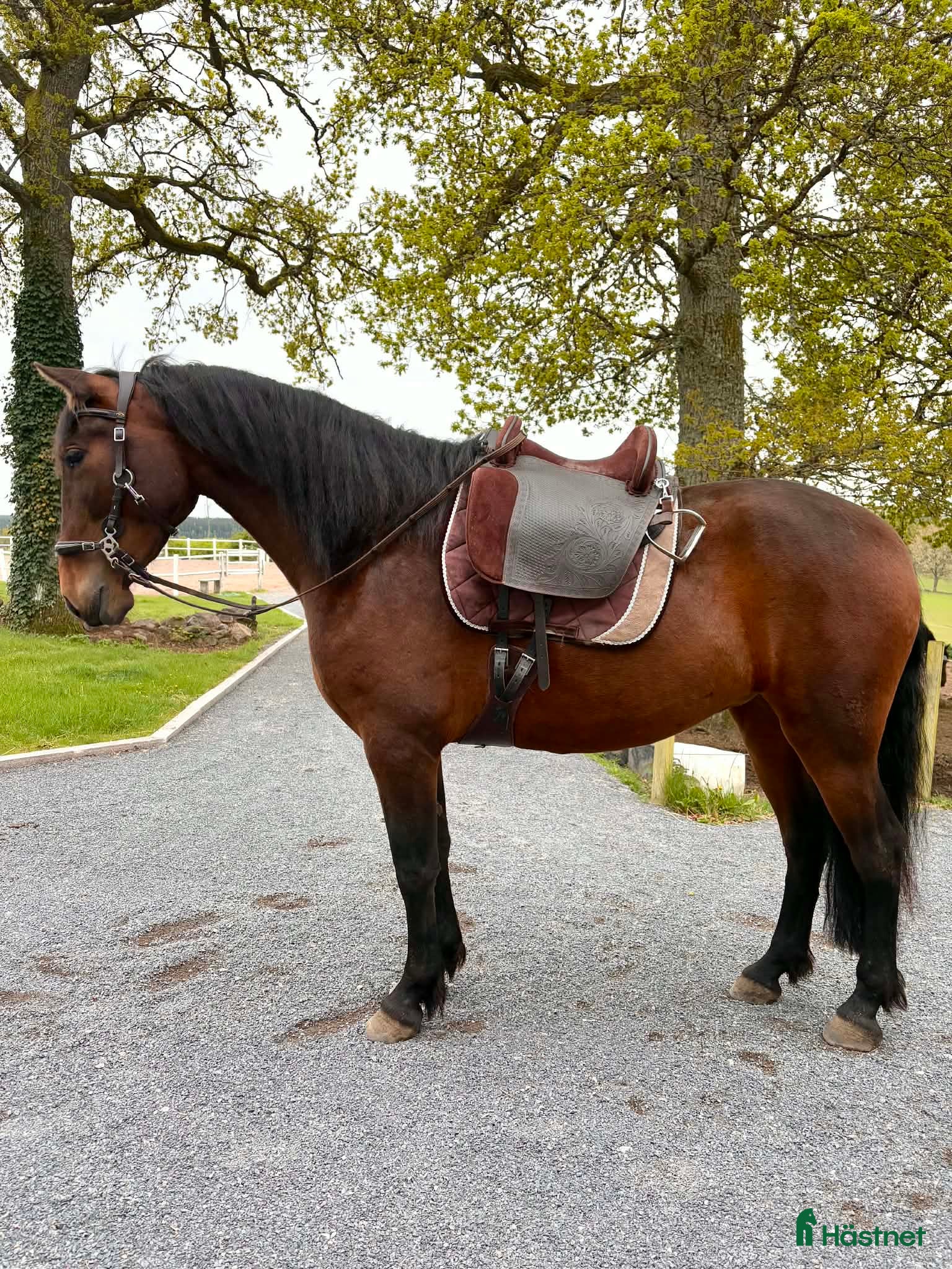  hästar Renrasigt PRE sto, 5år  - Annons 17