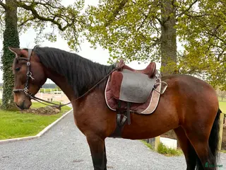 hästar Renrasigt PRE sto, 5år - Annons 17