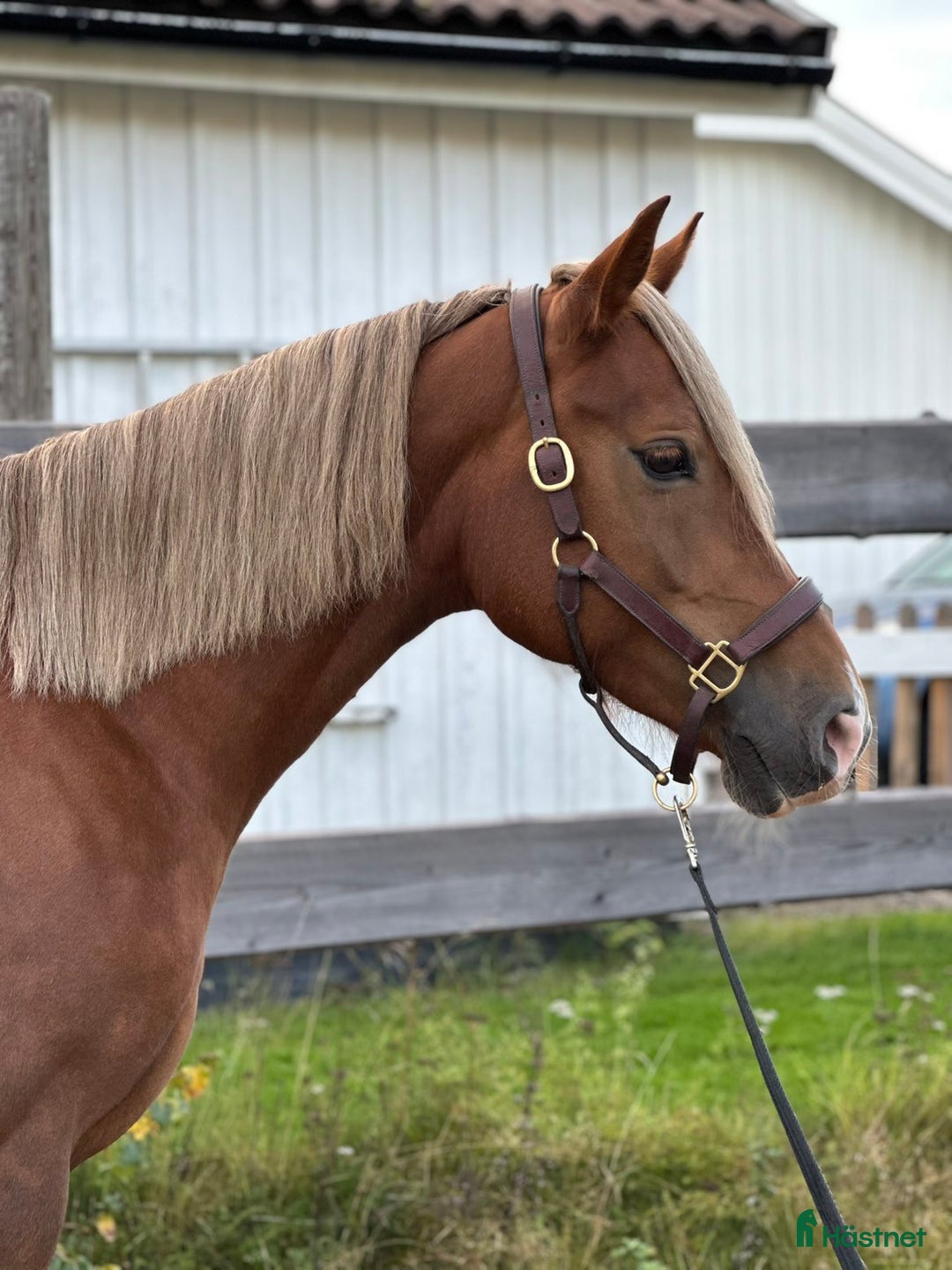 Allround hästar till salu: supertrevligt svenskfött welch cob sto i Söderala - Annons 4