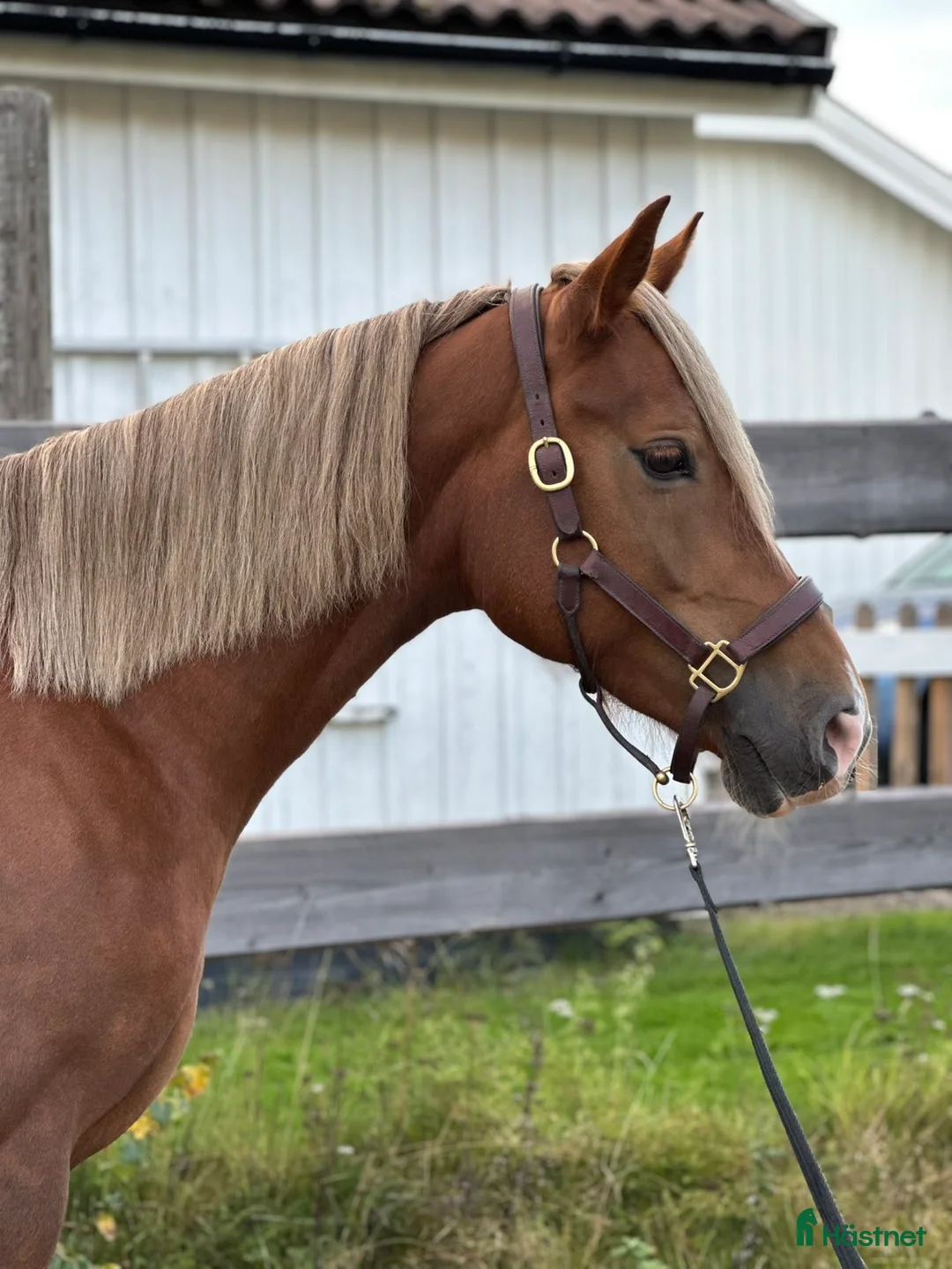 Allround hästar till salu: supertrevligt svenskfött welch cob sto i Söderala - Annons 4