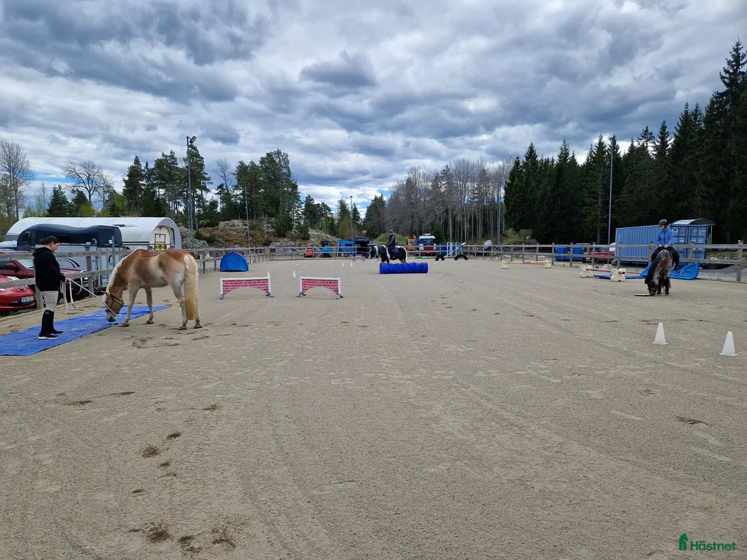  stallplats finnes: Boxplats med lång utevistelse - Annons 7