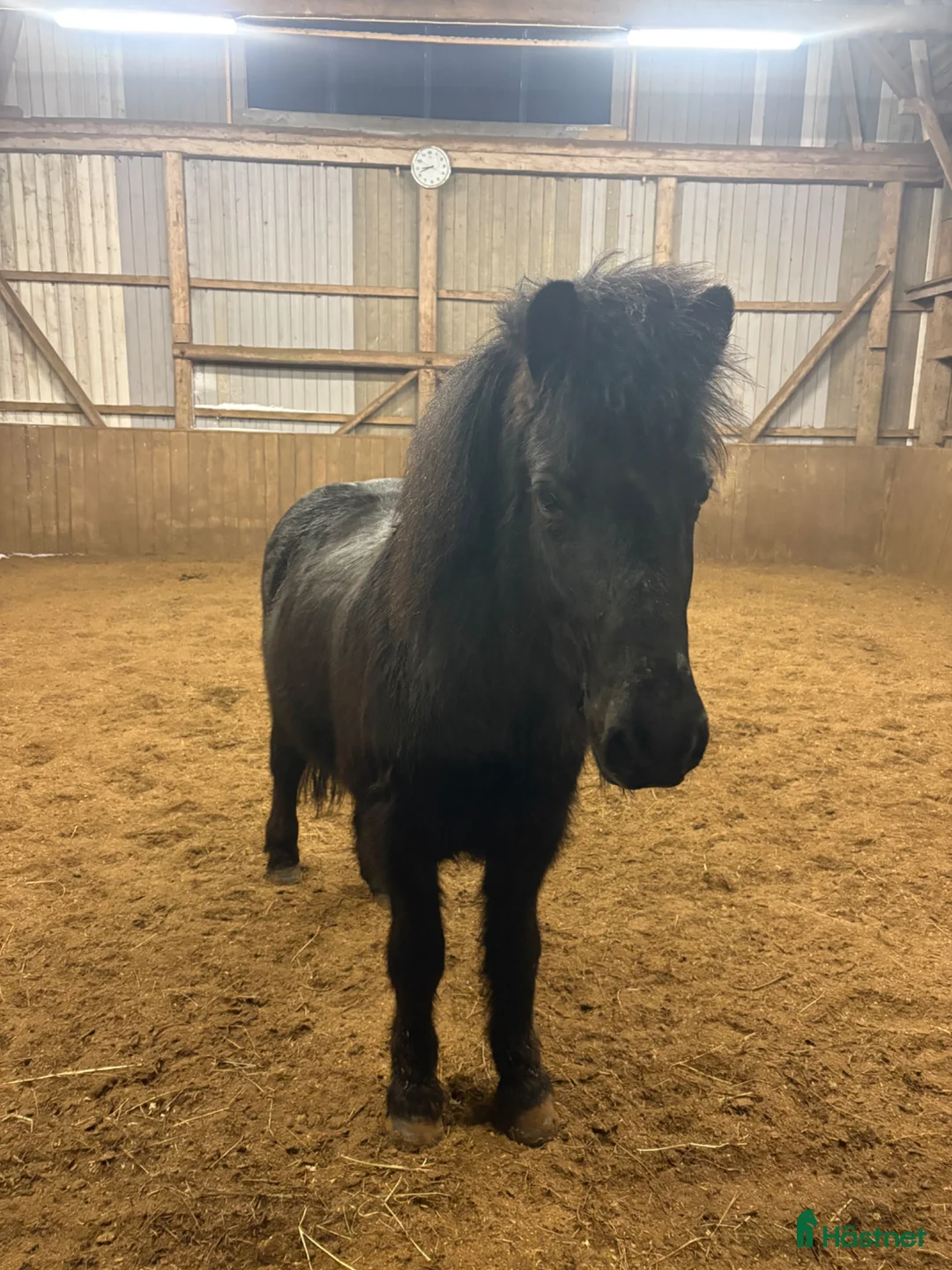 Island hästar till salu: Flott fyrgångsvalack - Annons 1