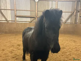 hästar Flott fyrgångsvalack - Annons 1