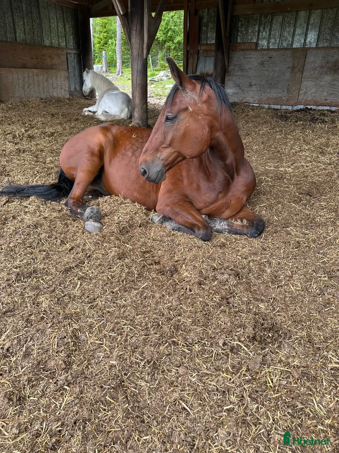 Dressyr hästar till salu: Säljer nu min bästa vän i Älvsbyn - Annons 4