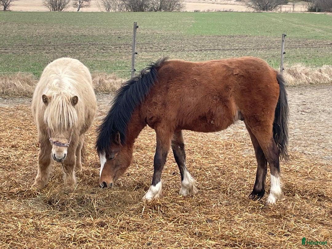 Allround hästar till salu: Welsh Mountain med fina rörelser!  i Heby - Annons 2