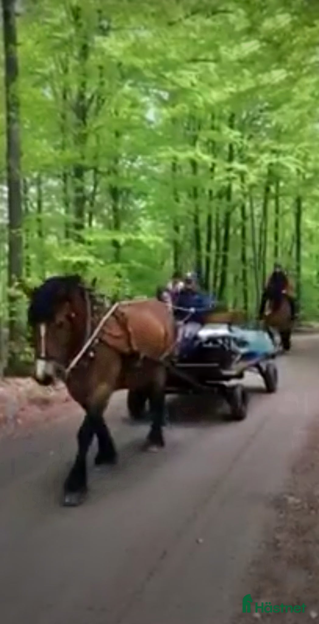 Körvagnar körning till salu: Rejäl renoverad hästvagn/trilla - Annons 5