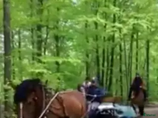 Körvagnar körning till salu: Rejäl renoverad hästvagn/trilla - Annons 4