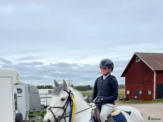 hästar Världens bästa kompis i Hedemora - Annons 8