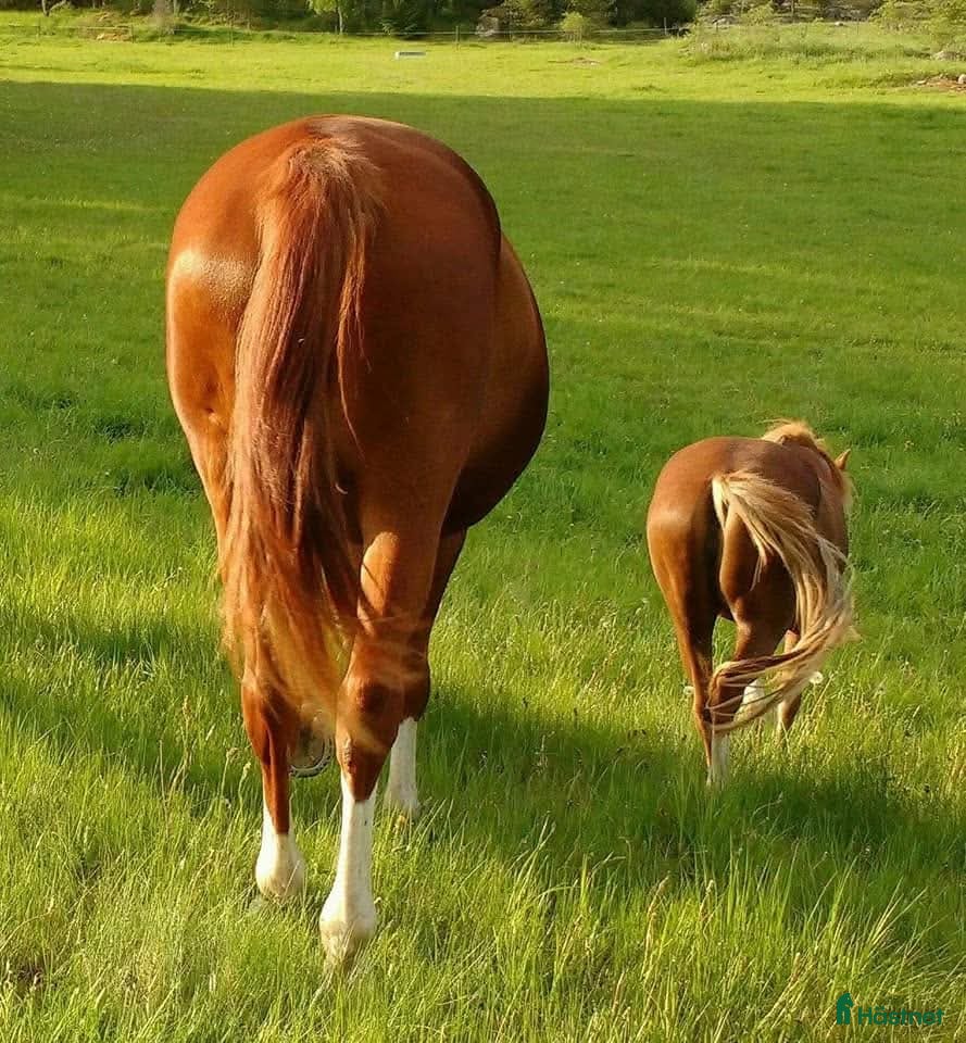  stallplats Bete finnes! - Annons 4