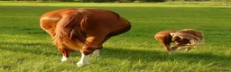  stallplats finnes: Bete finnes! i Vikbolandet - Annons 1