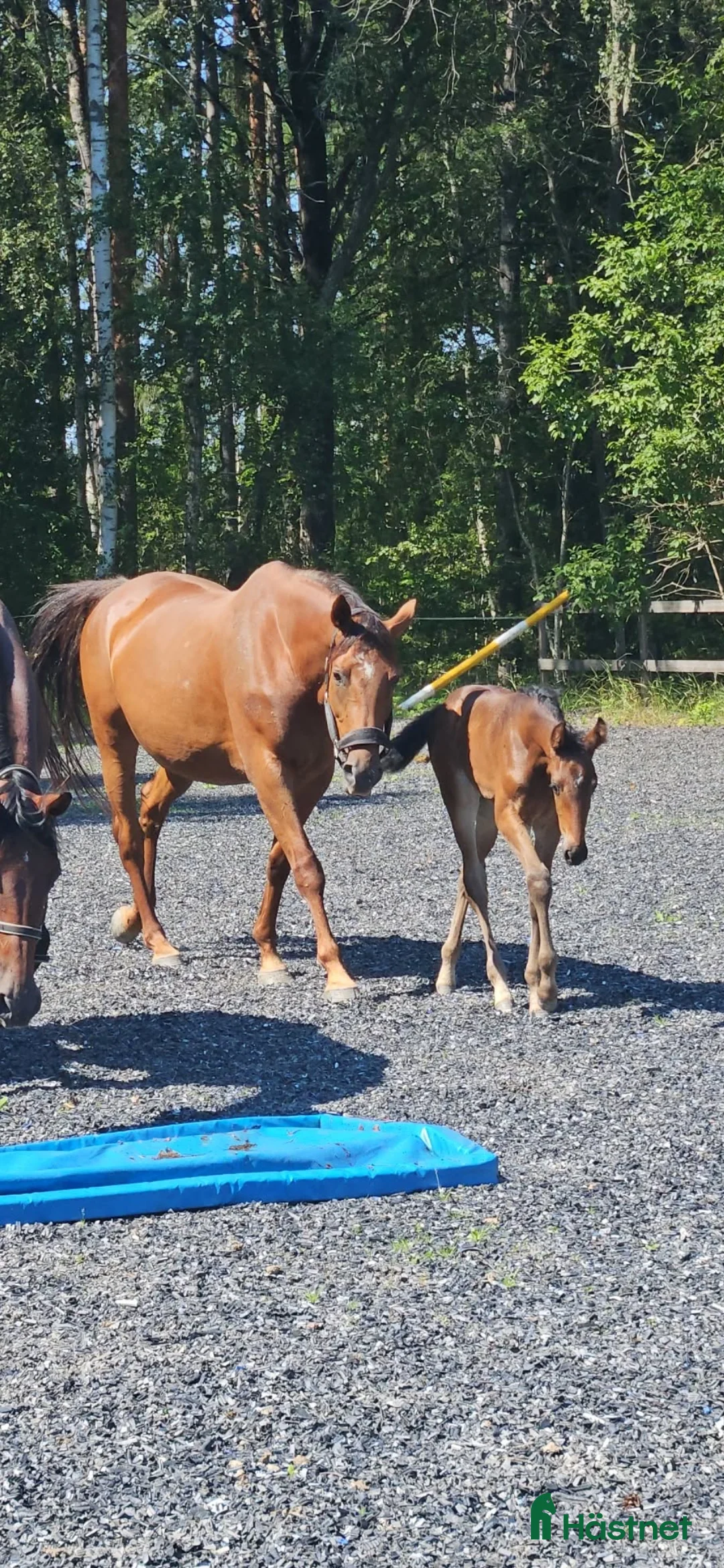 Allround hästar till salu: Leonore f. 2016 i Sköldinge - Annons 2