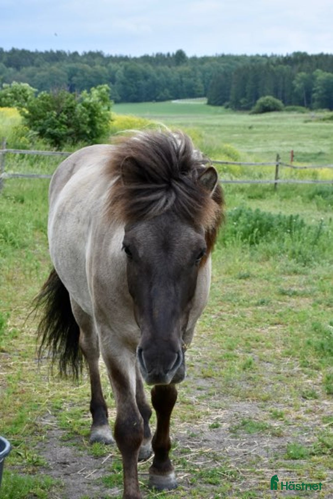 Island hästar till salu: Positiv, trygg, mysig islandshäst för skogsridning i Drottningholm - Annons 6