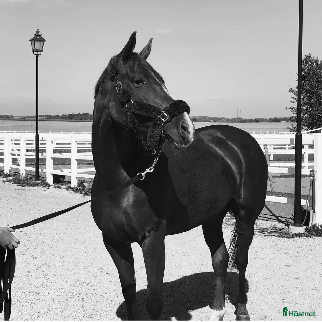 Hoppning hästar till salu: Fint sto till salu!  - Annons 2