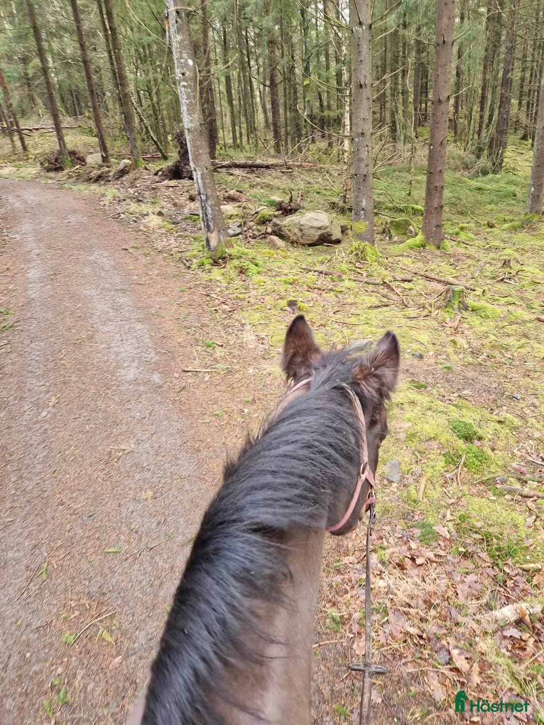  stallplats finnes: Mysig Lösdrift i lindome  - Annons 5