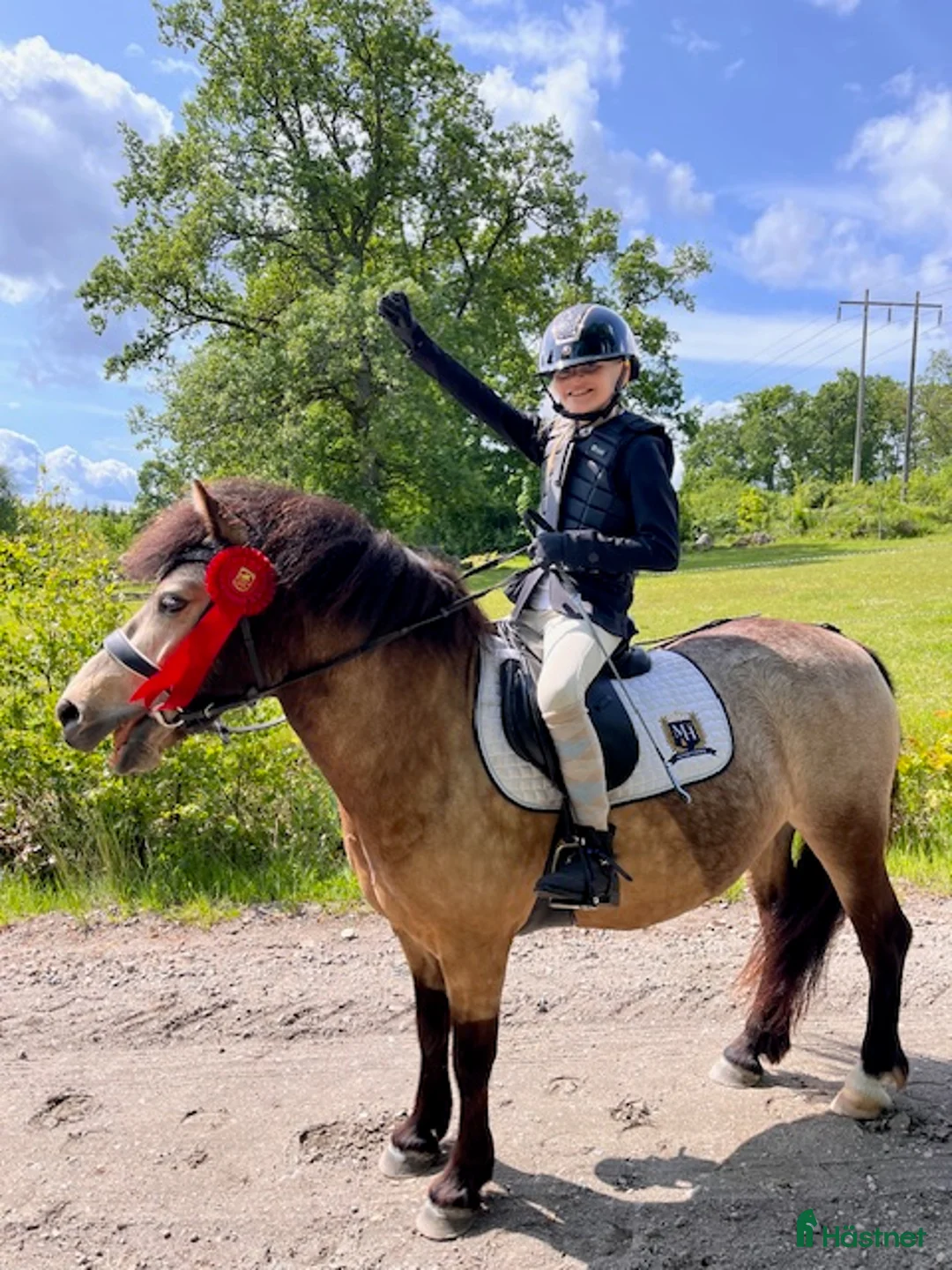 Allround hästar till salu: Pigg valack Russ/Welsh i Ljungby - Annons 4