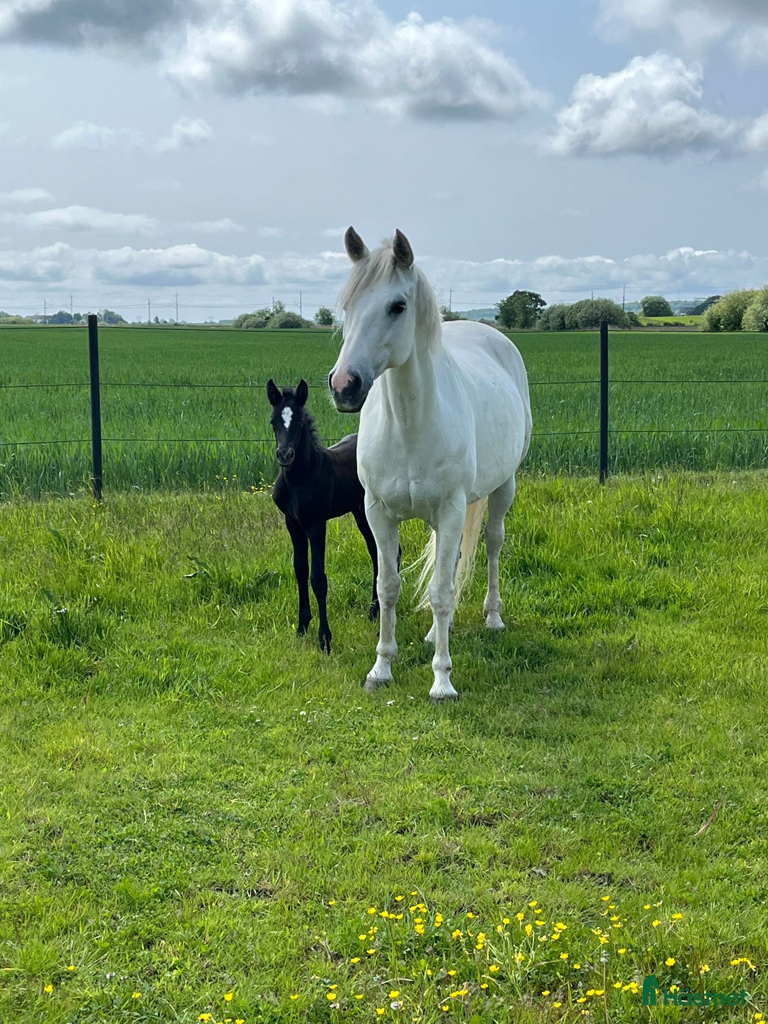 Allround hästar till salu: Välhanterad connemara i Getinge - Annons 3