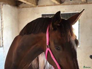 hästar varmblodstravare med hjärtat på rätt ställe i Näsum - Annons 1