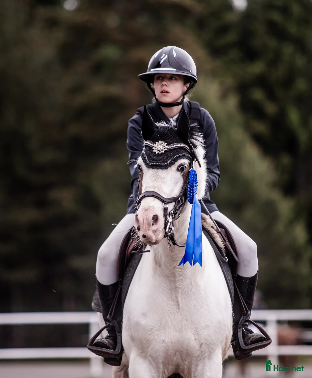 Allround hästar till salu: B ponny med kapacitet  - Annons 2