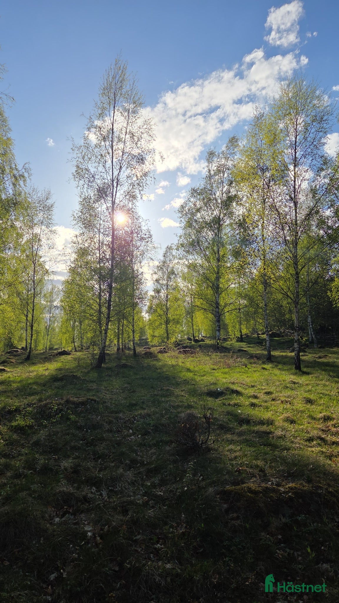  hästar Söker sällskap till mitt B-ponnysto - Annons 5