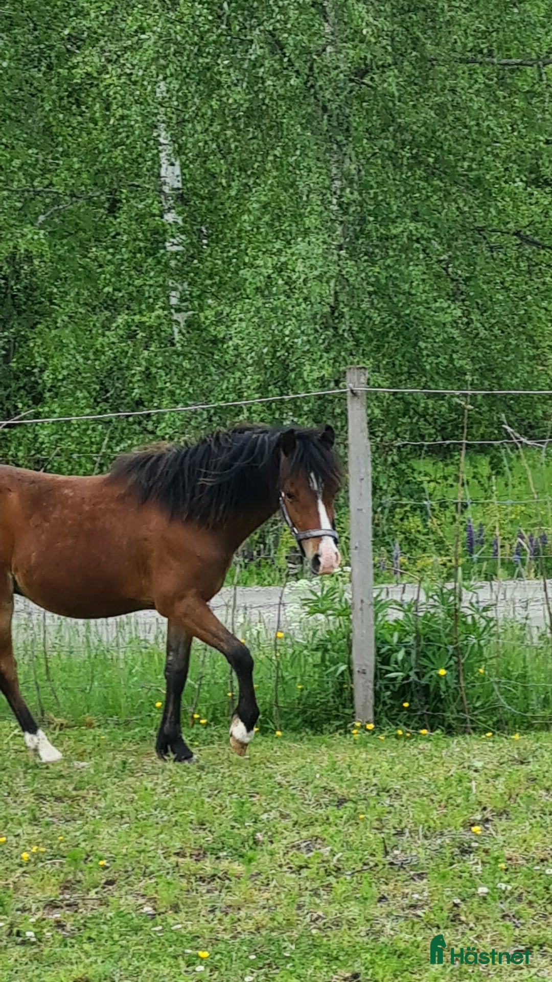 Övrigt hästar till salu: Welsh hingst i Årjäng - Annons 4
