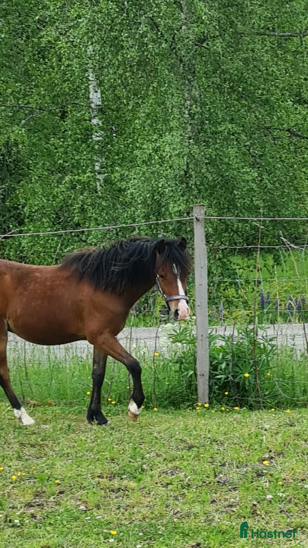 Övrigt hästar till salu: Welsh hingst i Årjäng - Annons 4