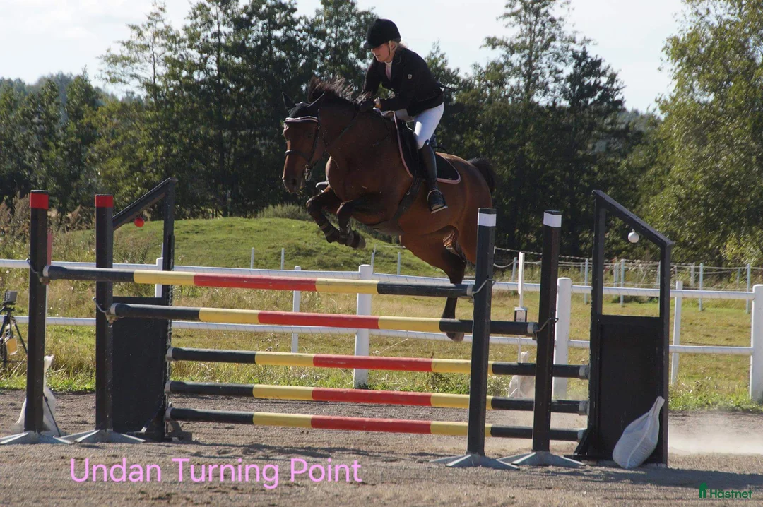 Allround hästar till salu: Snygg blivande dubbeltalang avlad för hållbarhet  i Kristinehamn - Annons 15