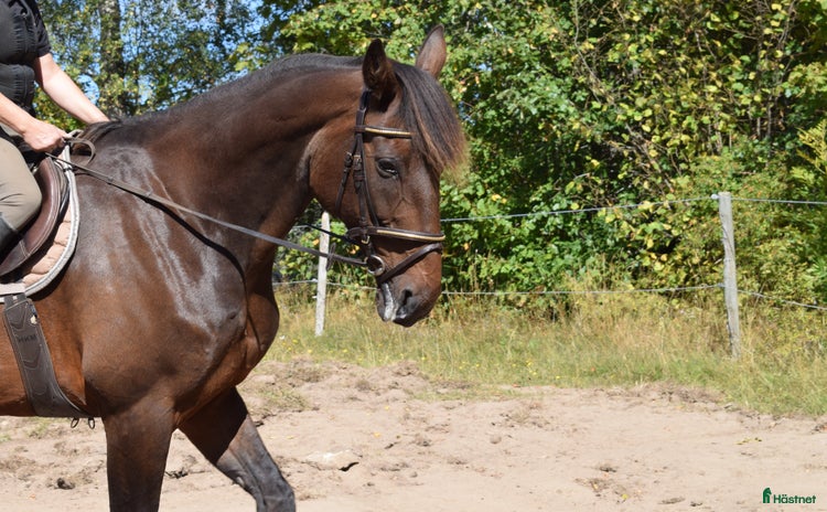 hästar i Tidaholm - Annons 12