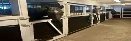  stallplats finnes: Ledig plast i vårt kollektivstall på Skörby Gård! i Bålsta - Annons 3