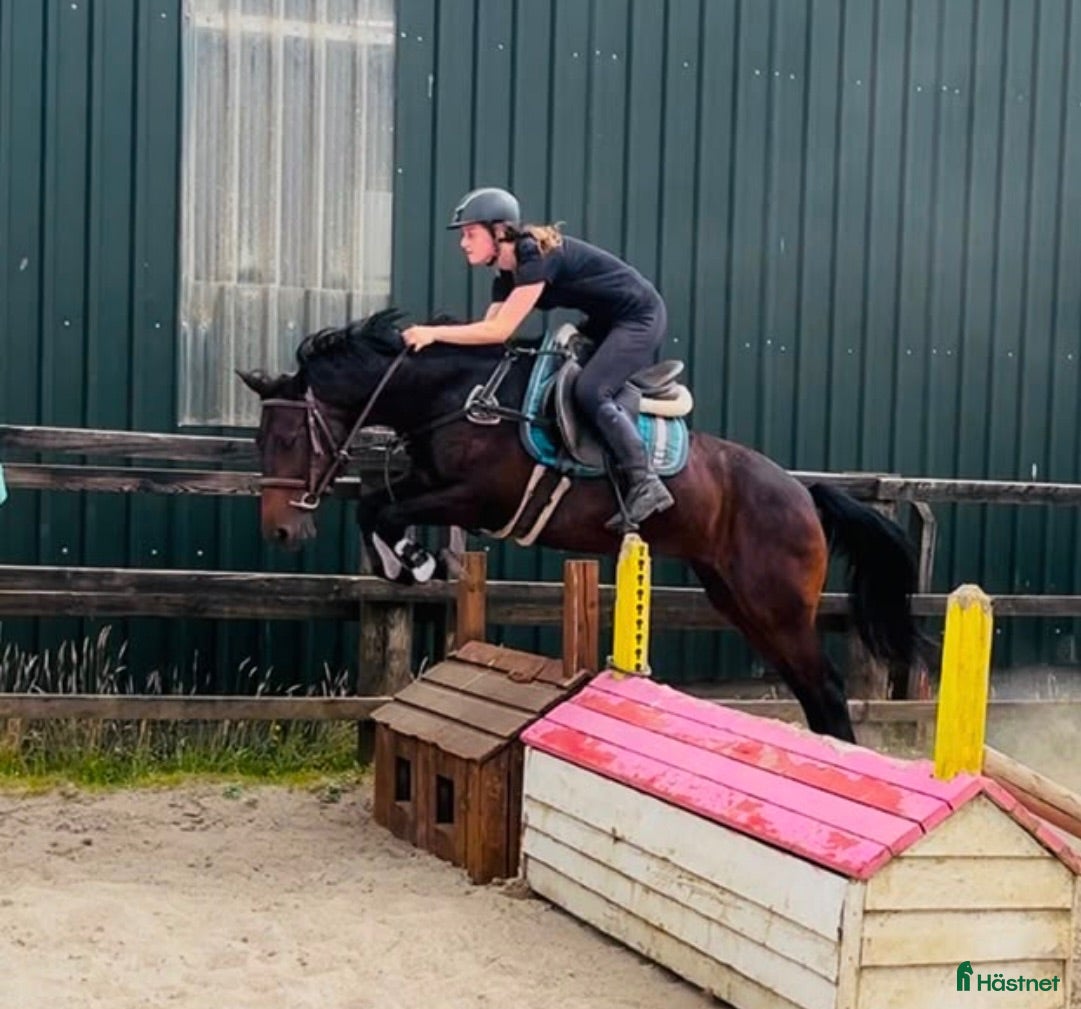  hästar Jumping ponies  - Annons 2