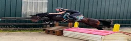 Hoppning hästar till salu: Jumping ponies  - Annons 2