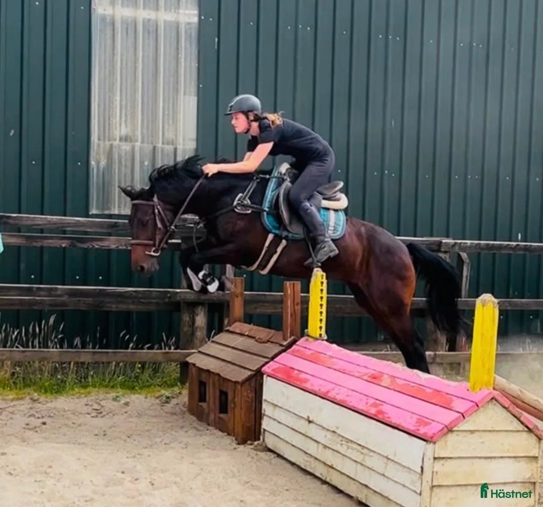 Hoppning hästar till salu: Jumping ponies  - Annons 2