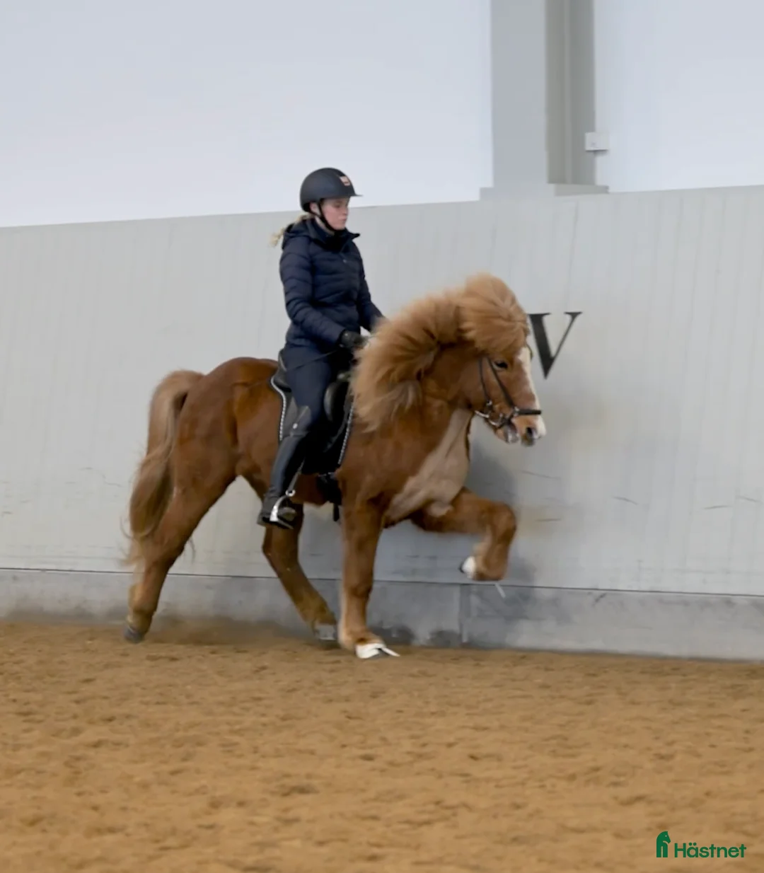 Island hästar till salu: Flott femgångsvalack med mycket tölt!  - Annons 1