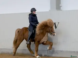 hästar Flott femgångsvalack med mycket tölt! - Annons 1