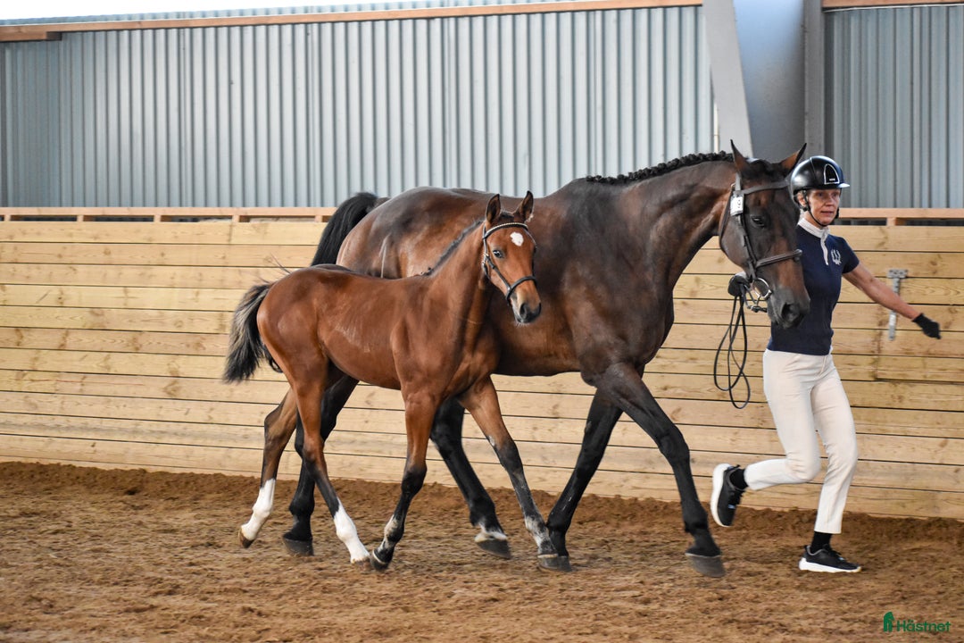 Hoppning hästar till salu: Premieföl med 9 i exteriör, stark hoppstam i Kisa - Annons 6