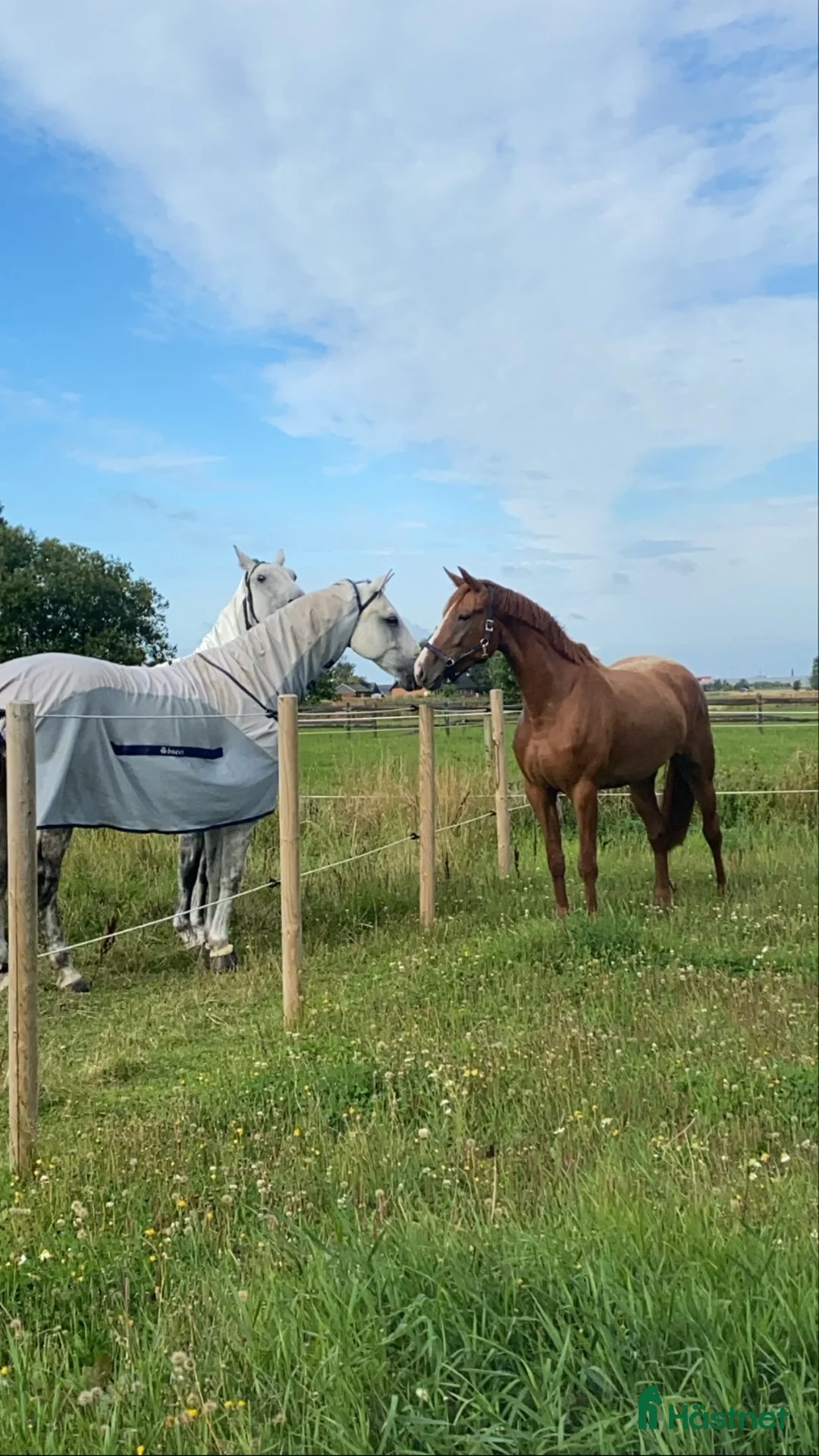  stallplats finnes: Lösdriftplats & boxplatser i Eslöv finns i Eslöv - Annons 2