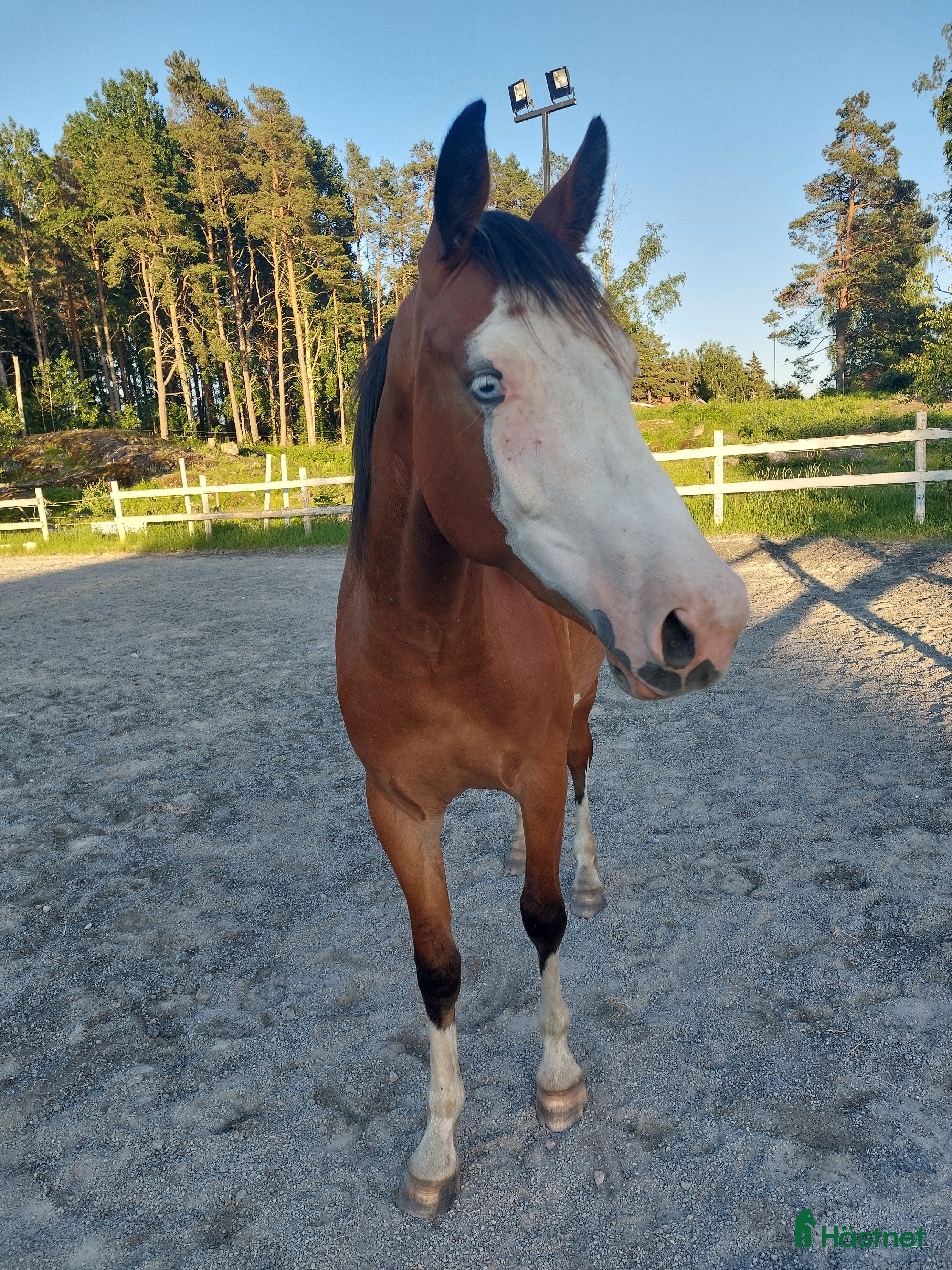  hästar Sto som sticker ut i mängden - Annons 14