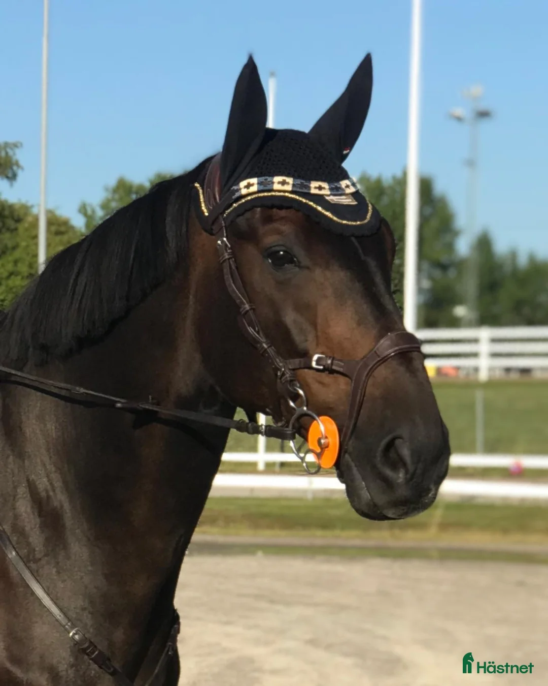  medryttarhäst finnes: Erfaren medryttare sökes till personlig  valack  - Annons 1