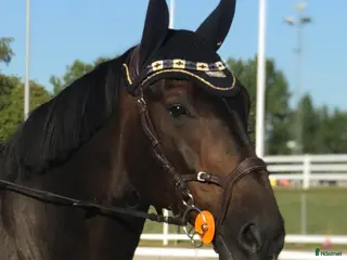 medryttarhäst finnes: Erfaren medryttare sökes till personlig valack - Annons 2