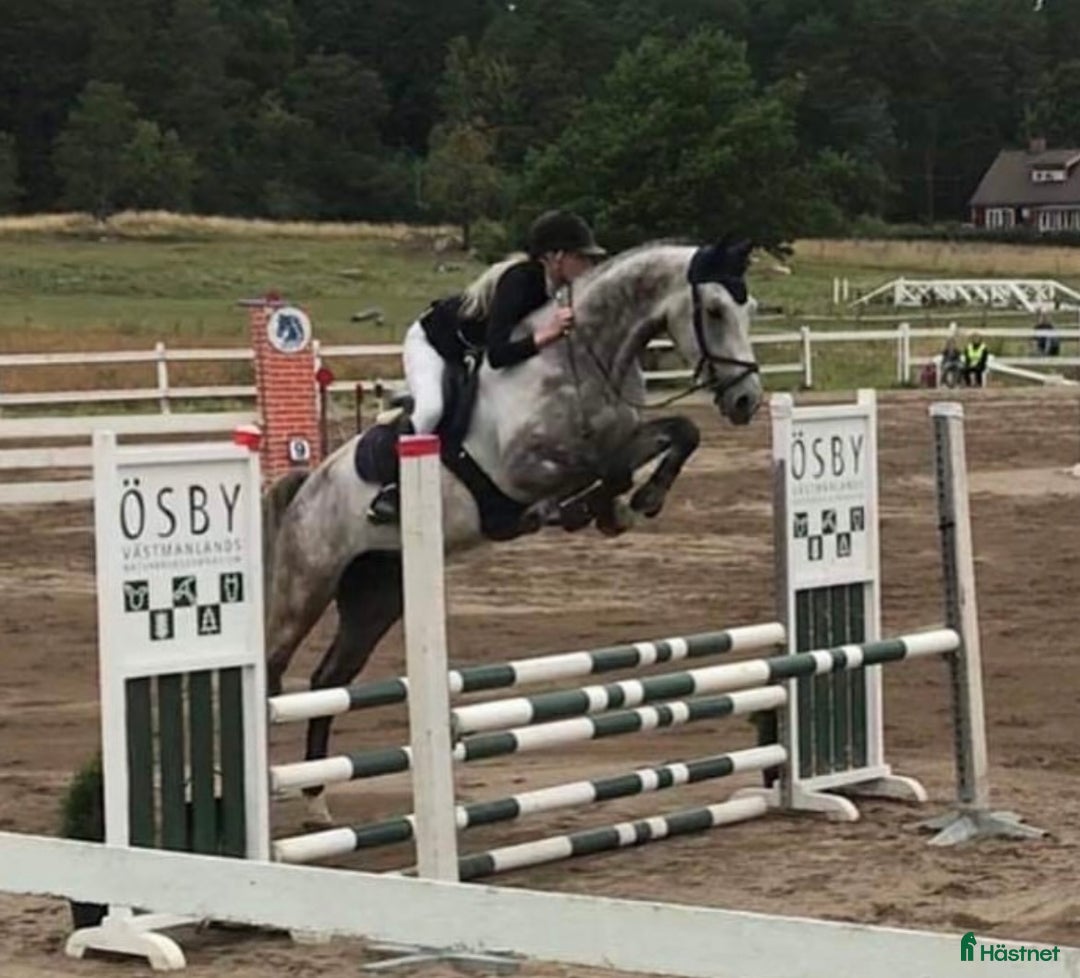  hästservice finnes: Ledig plats för ponny eller häst!  - Annons 2