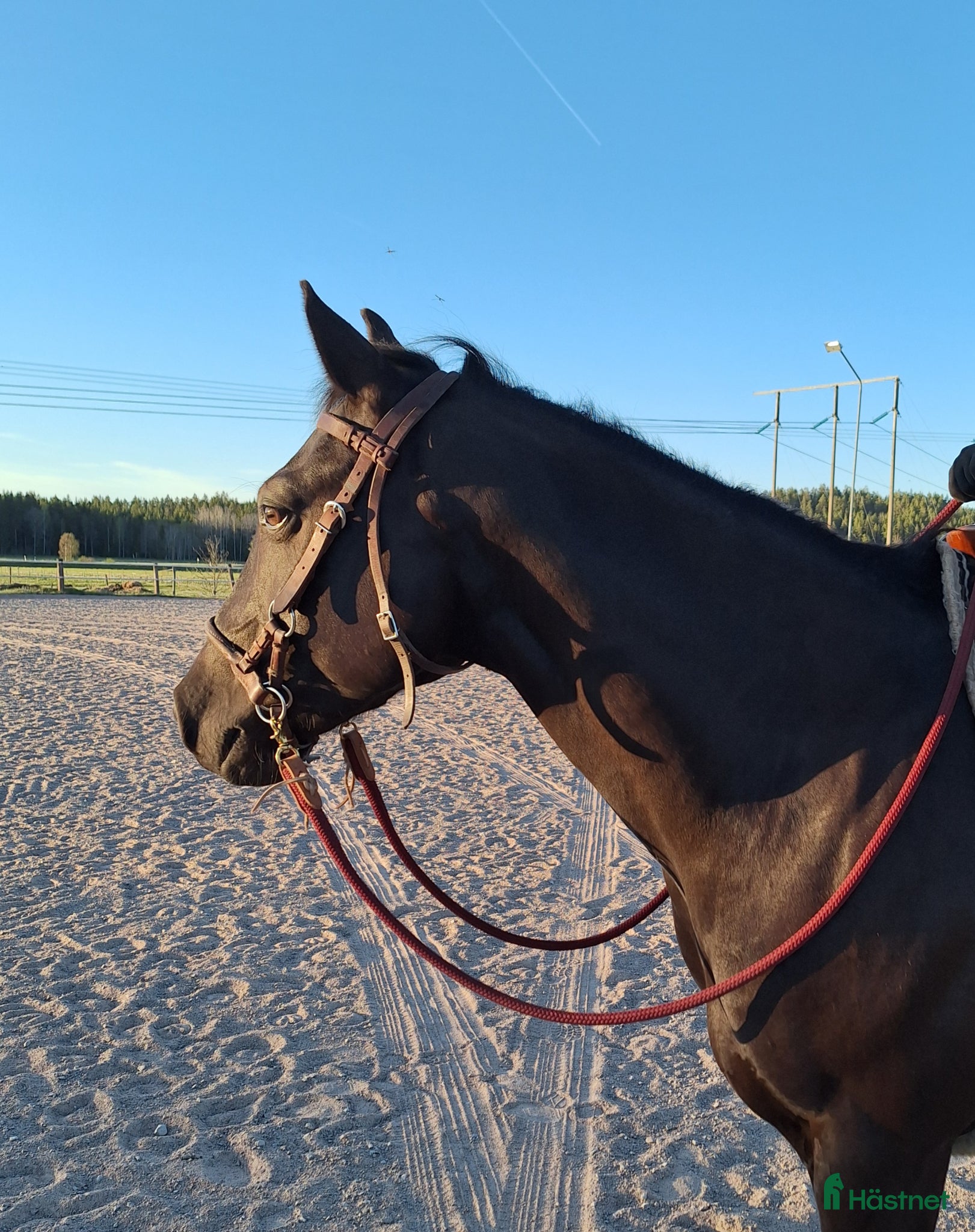  hästar Quarterhorse Western Övrigt - Annons 1
