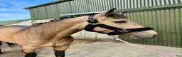 Allround hästar till salu: Easy 148 pony - Annons 11
