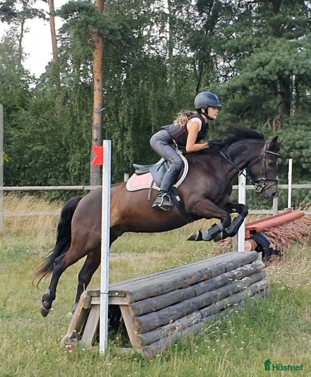 Hoppning hästar till salu: Bästa ponnyn söker ny kärleksfull familj  - Annons 13