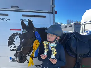 hästar Fantastisk Mästerskaps ponny i Katrineholm - Annons 15