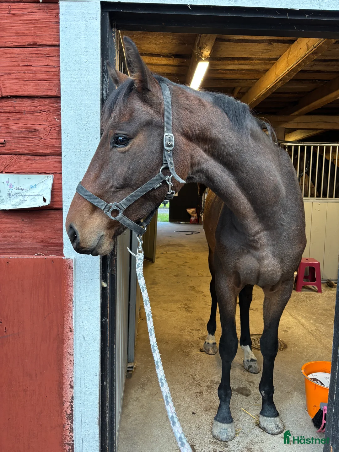 Hoppning hästar till salu: Trevlig 3åring med hoppstam - Annons 6