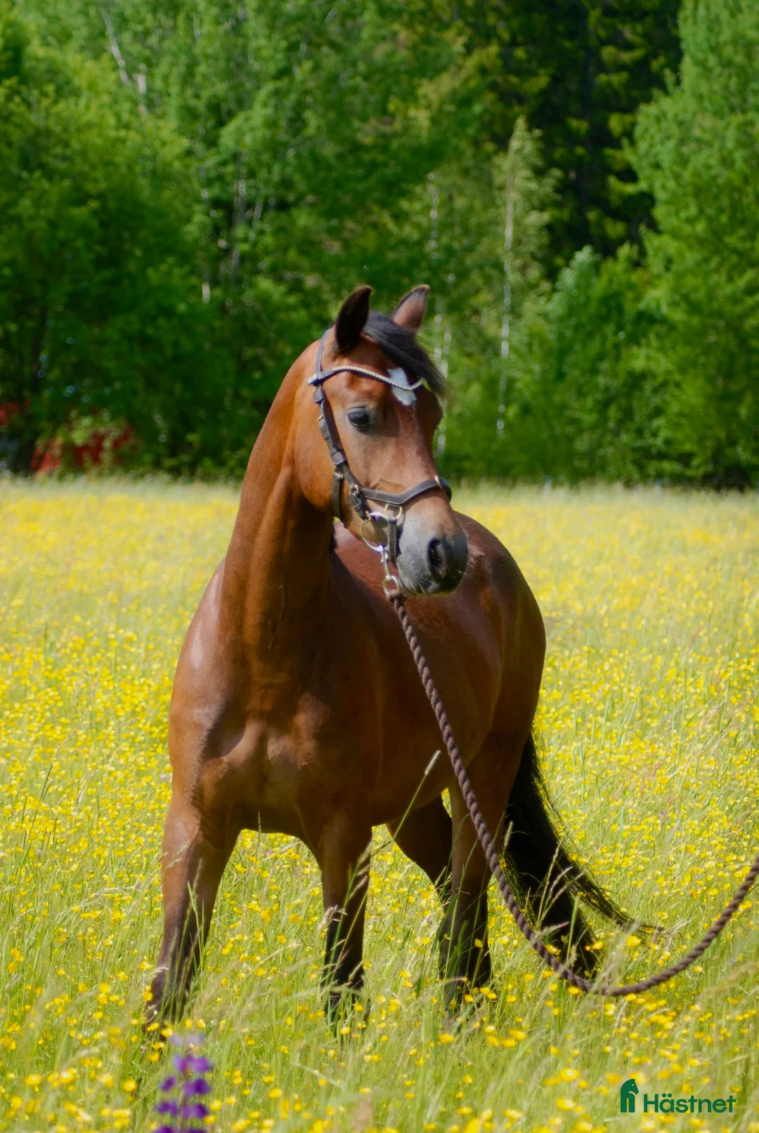 Allround hästar till salu: Kvick D-Ponny med framtidspotential i valfri gren! i Karlskoga - Annons 1