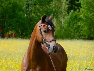 hästar Kvick D-Ponny med framtidspotential i valfri gren! i Karlskoga - Annons 15