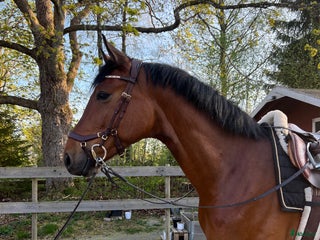 Dressyr hästar till salu i Broakulla - Annons 1