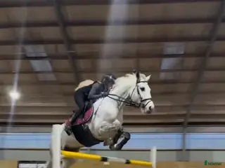 hästar Myntas fantastiska barnbarn - Tillfälle. - Annons 3