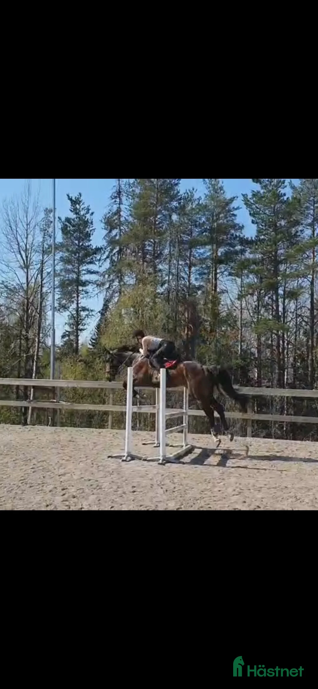 Allround hästar till salu: SWB valack. "Projekt" i Bollstabruk - Annons 5